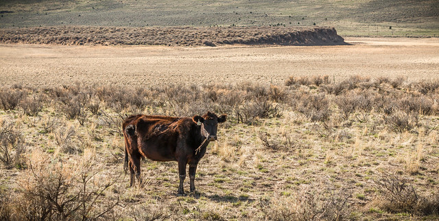 Hammond Ranch Protest the proposed grazing permit for Hammond Ranches! - Western ...