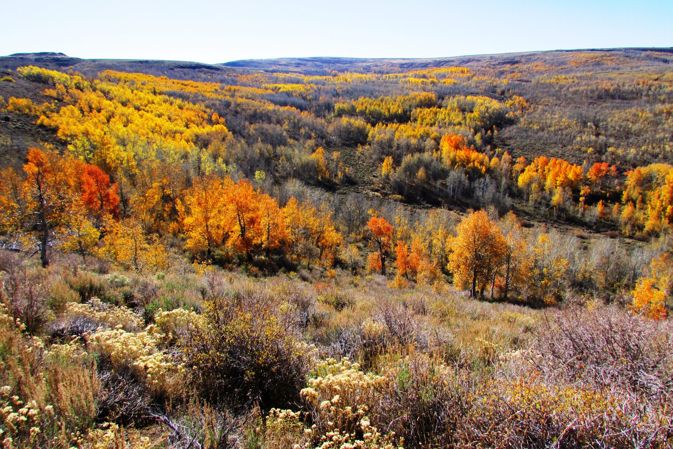 Hammond Ranch Trump Administration Abandons Hammond Ranches Appeal in Reprieve for ...