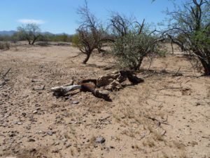 Dead cow on hammered landscape, Tucson AZ