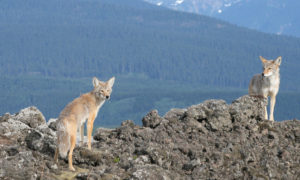 Coyotes on rocks with landscape scene in background