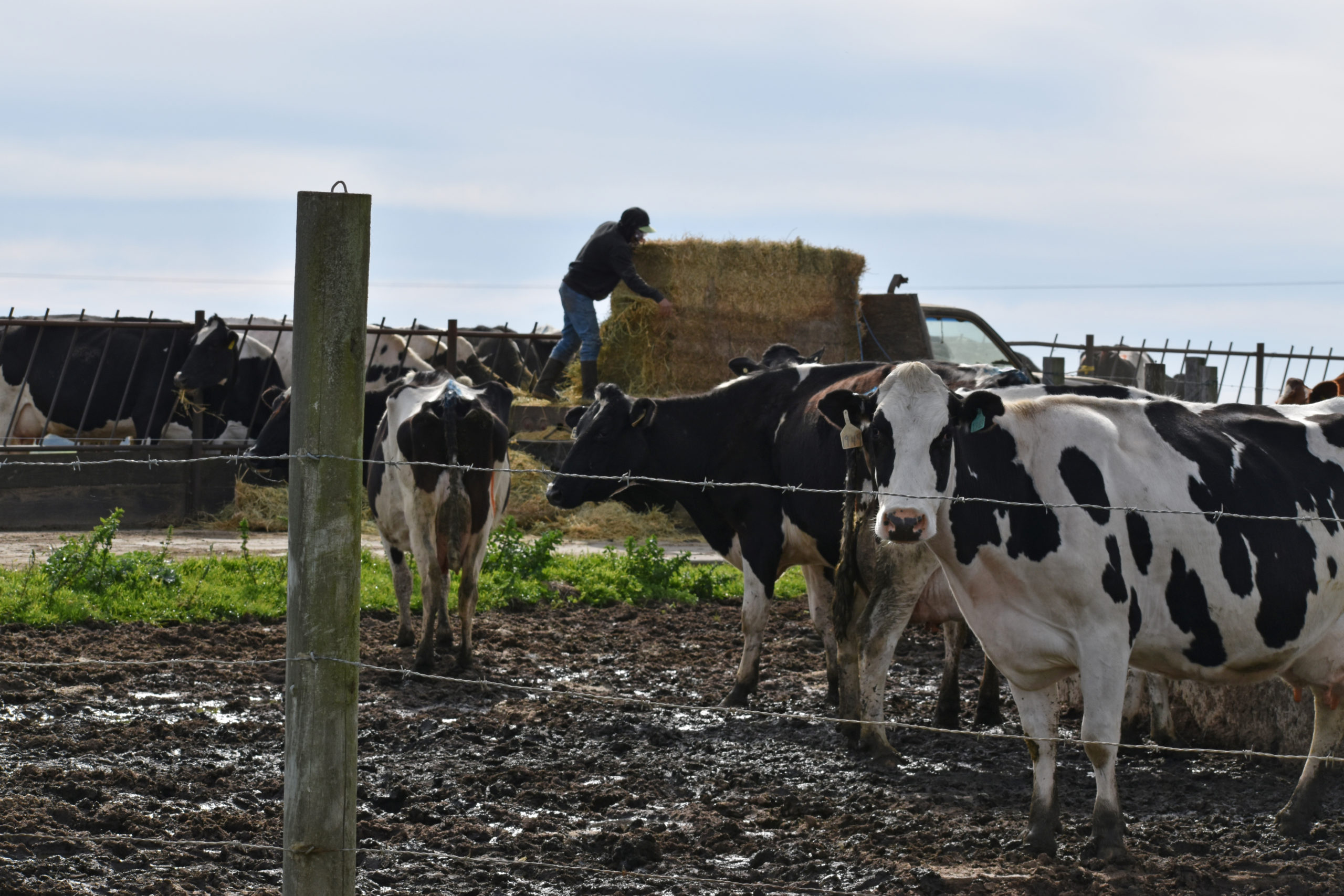 Point Reyes Ranching Rigorous New Study Finds Significant Water Pollution from Cattle ...