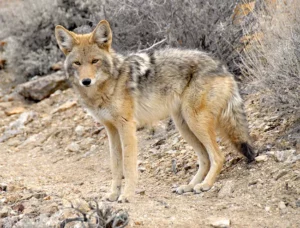 Coyote standing in a desert background