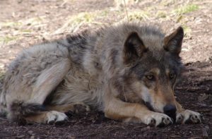 Wolf laying down with head on her paws.