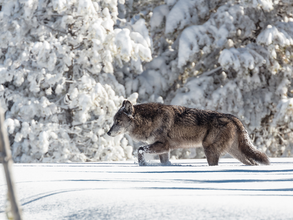 Idaho Poised To Hire Private Contractor To Shoot Wolves From Aircraft ...