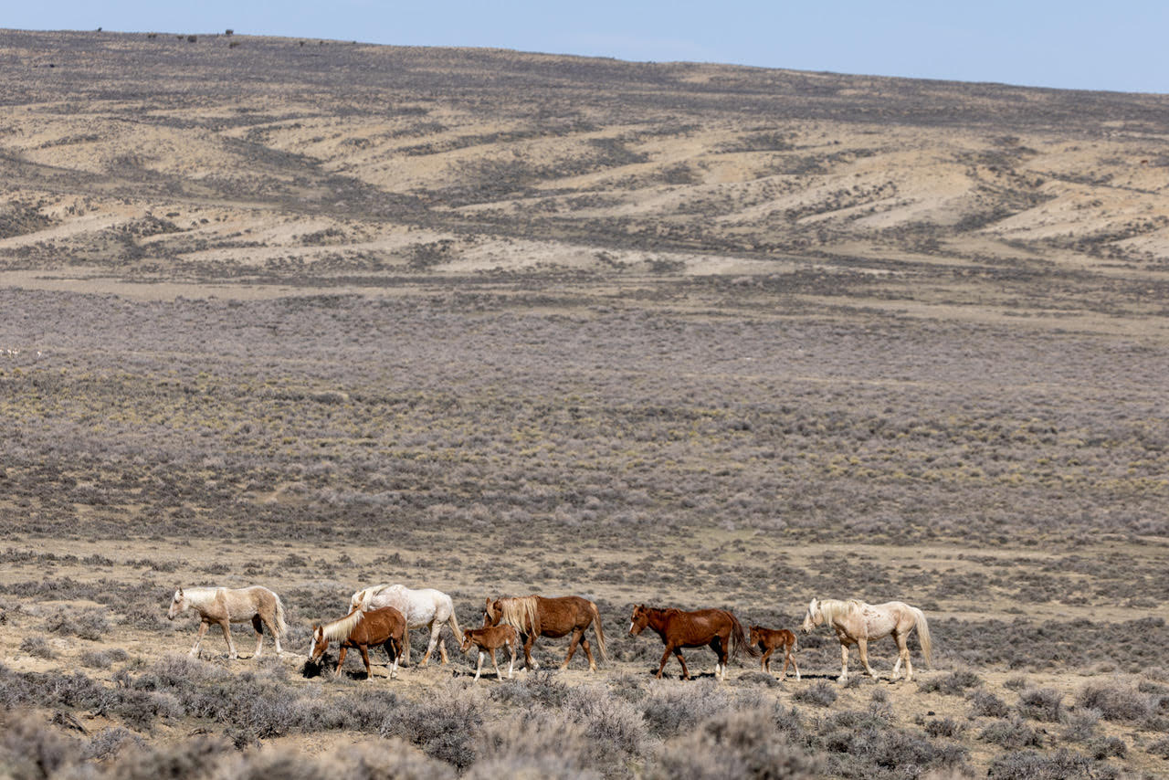 Environmental/Wild Horse Advocates File Lawsuit over Government Plan to