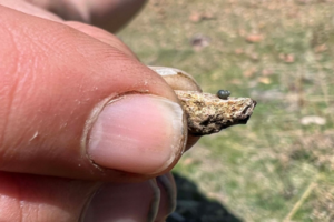 Small snail on a rock being held by a human hand.
