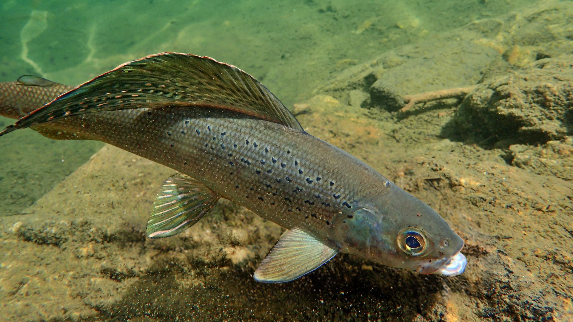 Montana s Arctic Grayling Get New Shot at Endangered Species Protection
