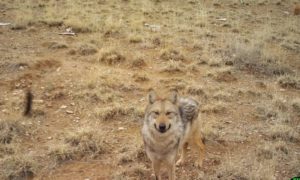 Wolf in middle of yellow, grassy background, looking directly at the camera