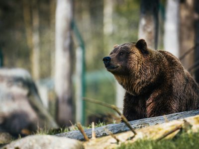 GRIZZLY_UNSPLASH_FREE TO USE